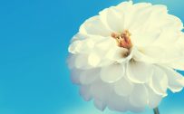 Macro photo white flower and blue sky for FB cover photo