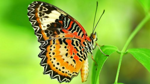 Attachment file of Macro Photo of Beautiful Butterfly on leaves for Wallpaper