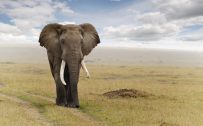 20 High Resolution Elephant Pictures No 5 – Big African Elephant