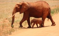 20 High Resolution Elephant Pictures No 6 - Baby Elephant with Mom