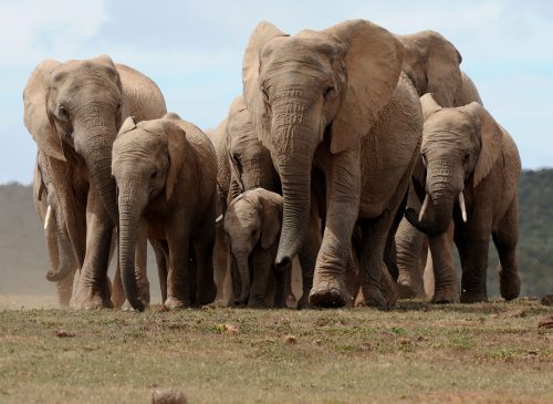 High Resolution Elephant Pictures No 9 - African Elephants Herd