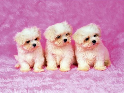 Attachment of 37 Cute Stuff Wallpapers - Puppies in Pink