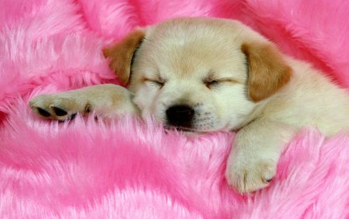 Attachment for 37 Cute Stuff Wallpapers - Sleepy Puppy