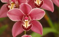 Attachment for Apple iPhone 6 wallpaper with cymbidium orchid