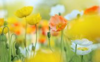 Attachment file to download for Cool wallpapers for girls with spring poppies in HD