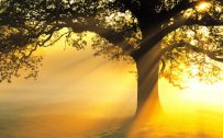 Nature Images HD collection with picture of Big Tree in Morning