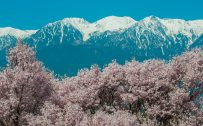 Nature Images HD with picture of Cherry Blossoms in Komagane Japan
