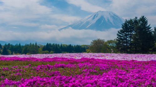 Fields of Pink Moss Flowers at Mount Fuji Japan