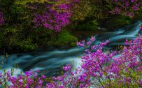 Free Nature Images HD with Yugawa River Japan