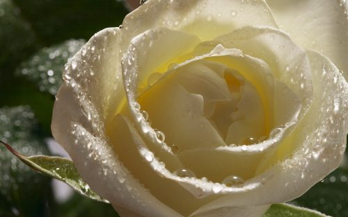 Nature Wallpaper with White Roses - Symbolizes True Love