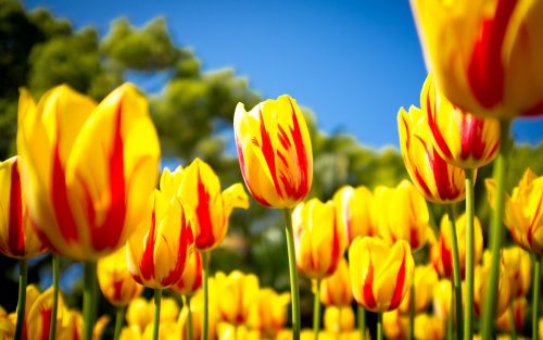 Attachment for Spring Yellow Tulips for Nature Wallpaper in HD