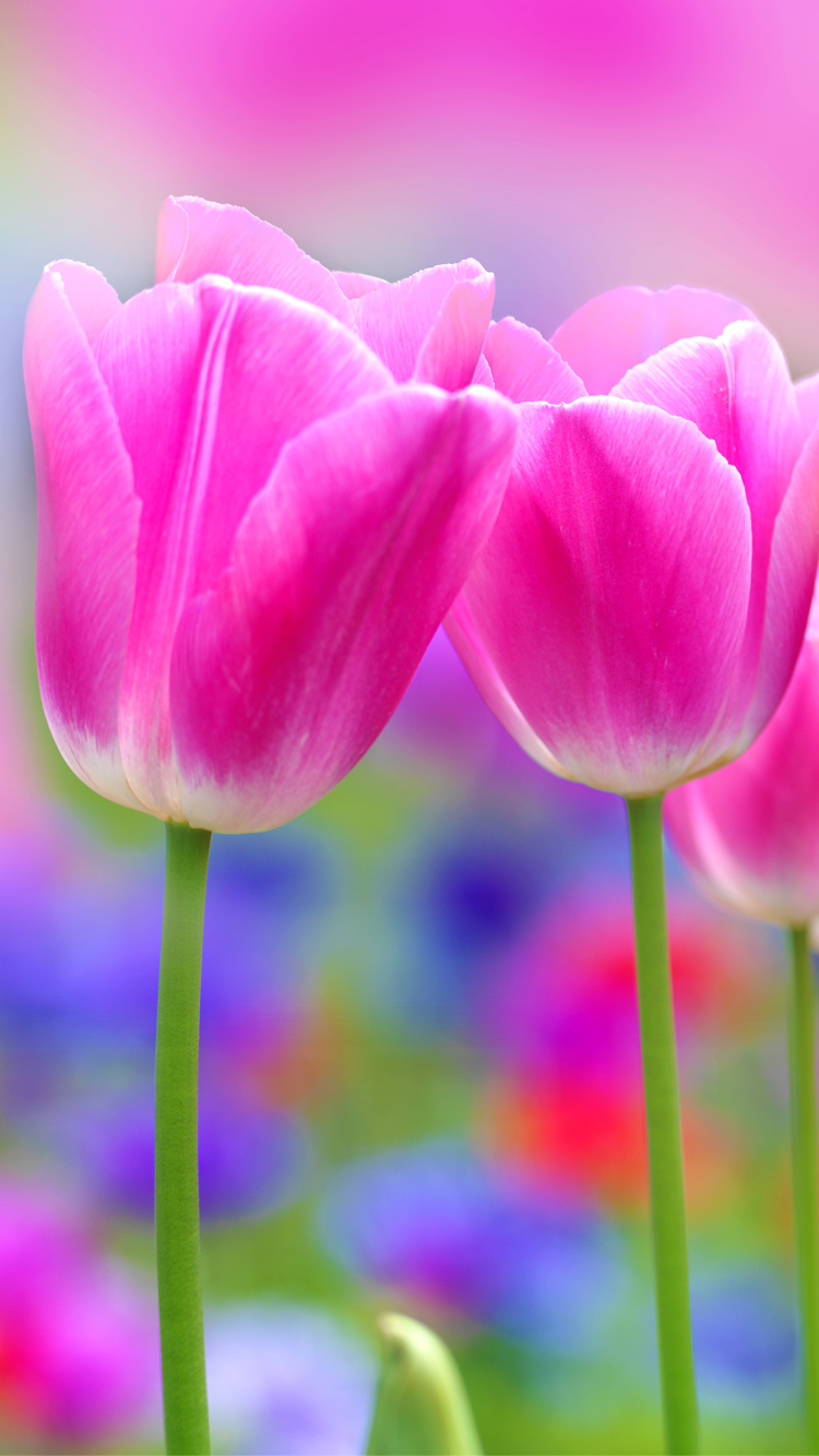 Apple iPhone 6s Wallpaper with Pink Tulips Flower - HD ...