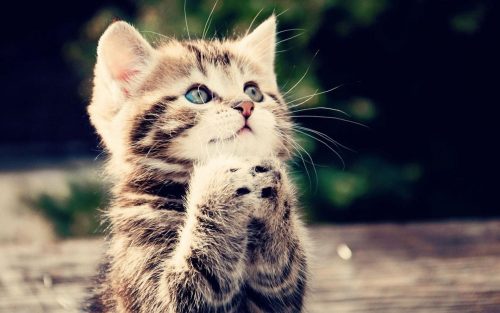 Attachment picture for funny animal wallpapers free download with praying kitten