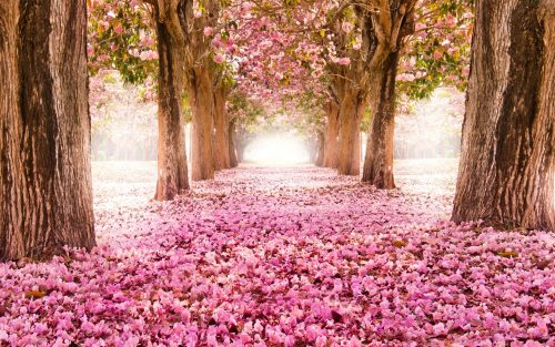 Attachment for High definition nature wallpapers with Falling cherry blossoms in Summer Season