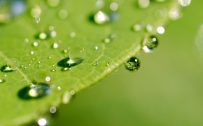 Attachment picture for high quality nature pictures with macro photo of wet leaves