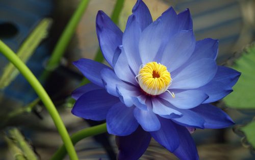 High resolution Lotus flower image
