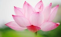 Attachment picture for High Definition Desktop Wallpapers with Pink Lotus Flower