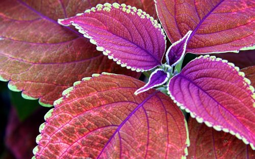 Nature wallpaper HD with macro photo of purple leaves