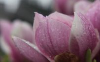 Attachment for nature wallpaper with wet purple magnolia flower