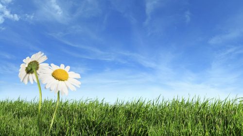 Attachment for nature wallpapers high resolution spring - blue sky and green grass
