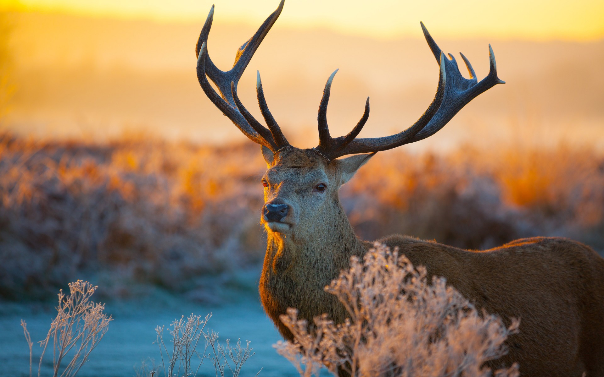 Pictures of Animals in The Wild - Male Deer with Big Antlers - HD