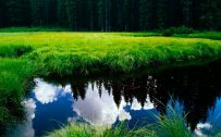Wallpaper HD nature 1080p with green grass and clean river