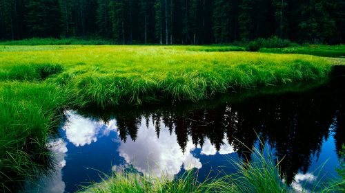 Wallpaper HD nature 1080p with green grass and clean river