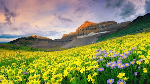 Attachment picture of 10 Best Nature Images HD in India - 3 Valley of Flowers National Park
