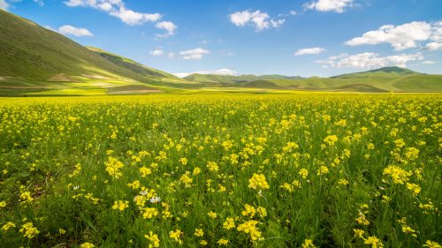 4K Wallpaper with Rapeseed Field in Summer