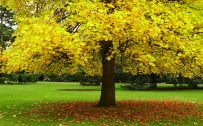 Autumn HD Wallpaper with yellow leaves tree