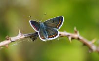 Brown Argus Butterfly in Nature