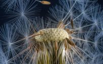 Free Download of Close Up Dandelion Flower for iPhone 7 Wallpaper