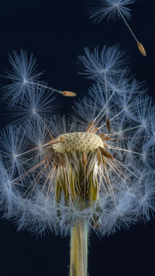 Free Download of Close Up Dandelion Flower for iPhone 7 Wallpaper