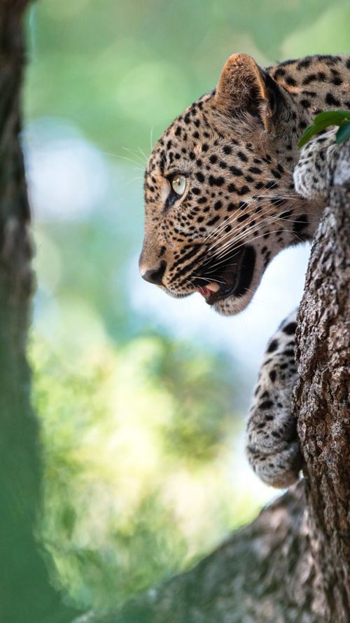 Full HD Mobile Wallpaper with Leopard Picture