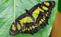 Free Download of HD Wallpaper with Lime Green Malachite Butterfly
