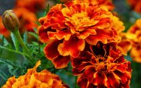 Free Download of Marigold Flower Wallpaper in HD Resolution