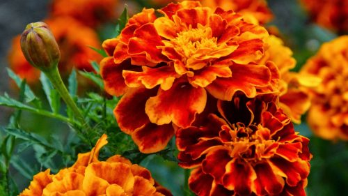 Marigold Flower Wallpaper in HD Resolution - HD Wallpapers | Wallpapers Download | High