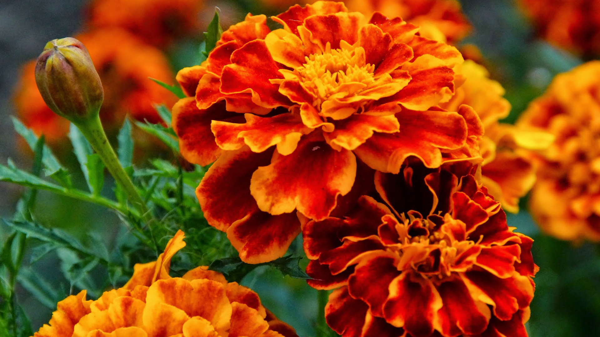 french marigold flower bokeh