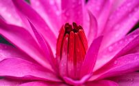 Giant Pink Water Lily Flower in Macro for Wallpaper