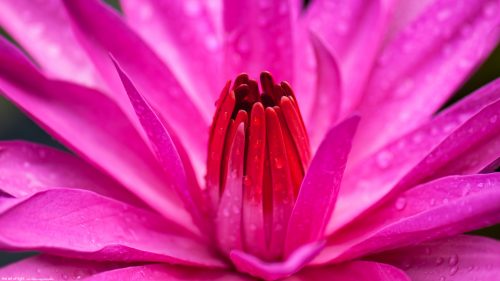 Giant Pink Water Lily Flower in Macro for Wallpaper