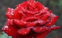 Red rose macro photo for wallpaper in HD quality