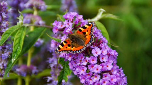 Picture of Tortoiseshell Butterfly Rests on Purple Florets