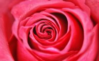 Full screen red rose wallpaper in HD resolution