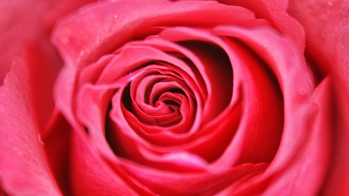 Full screen red rose wallpaper in HD resolution
