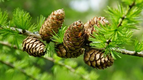Pine cone on tree in close up for HD wallpaper
