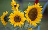 File to download for Beautiful Flower Wallpaper with Sunflowers in Garden
