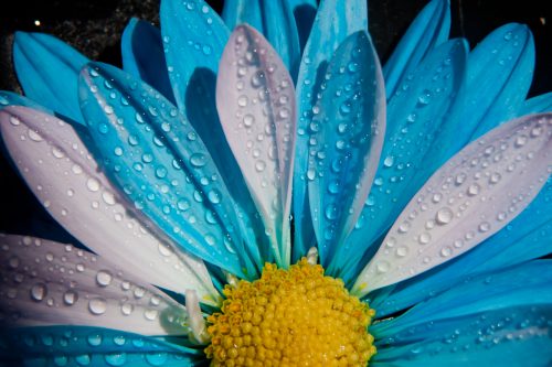 Blue and White Chrysanthemum Flower in Close Up