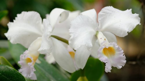 High resolution picture of Cattleya orchid flower for desktop background