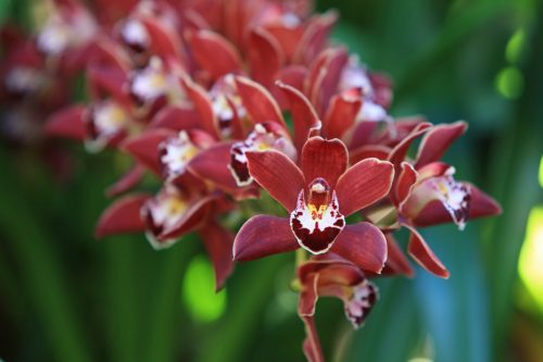 Close Up Photo of Cymbidium Orchid