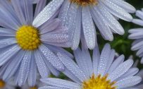 Cool Phone Wallpapers with Picture of Wet White Daisy Flower